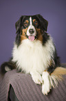 liegender Australian Shepherd