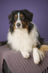 liegender Australian Shepherd