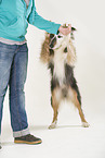 Australian Shepherd zeigt Trick