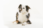 Australian Shepherd balanciert Leckerli