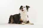 Australian Shepherd balanciert Leckerli