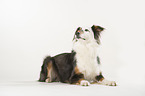 Australian Shepherd balanciert Leckerli