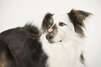 Australian Shepherd balanciert Leckerli