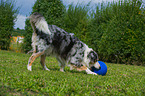 spielender Australian Shepherd