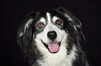 alter Australian Shepherd