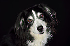 alter Australian Shepherd