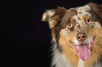 Australian Shepherd Gesicht