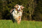 spielender Australian Shepherd