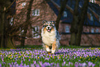 rennender Australian Shepherd