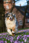 rennender Australian Shepherd