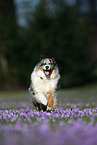 rennender Australian Shepherd