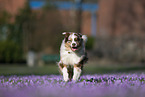 rennender Australian Shepherd