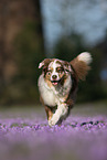 rennender Australian Shepherd