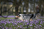 laufender Australian Shepherd