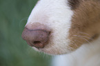 Australian Shepherd Nase