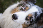 Australian Shepherd Augen