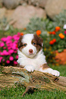 Australian Shepherd Welpe