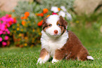 Australian Shepherd Welpe