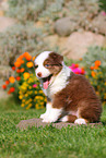 Australian Shepherd Welpe