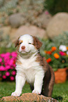 Australian Shepherd Welpe