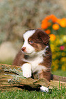 Australian Shepherd Welpe