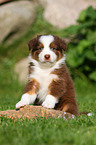 Australian Shepherd Welpe