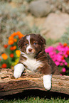 Australian Shepherd Welpe