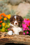 Australian Shepherd Welpe