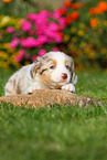 Australian Shepherd Welpe