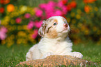 Australian Shepherd Welpe