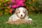 Australian Shepherd Welpe