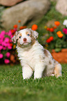 Australian Shepherd Welpe