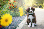 Australian Shepherd Welpe