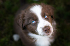 Australian Shepherd Welpe