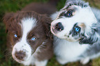 Australian Shepherd Welpen