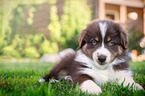 Australian Shepherd Welpe