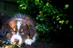 Australian Shepherd Welpe