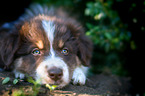 Australian Shepherd Welpe