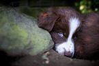 Australian Shepherd Welpe