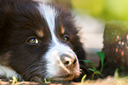 Australian Shepherd Welpe