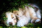 Australian Shepherd Welpe