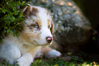 Australian Shepherd Welpe