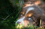 Australian Shepherd Welpe