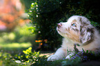 Australian Shepherd Welpe