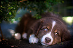 Australian Shepherd Welpe