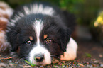 Australian Shepherd Welpe