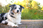 liegender Australian Shepherd