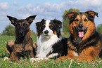 3 Hunde