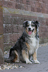 sitzender Australian Shepherd