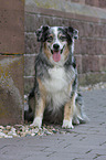 sitzender Australian Shepherd